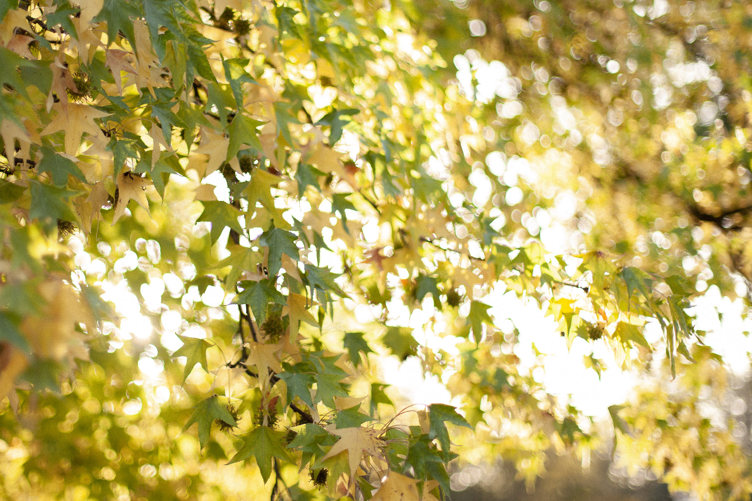 Feuilles aux couleurs autmonales