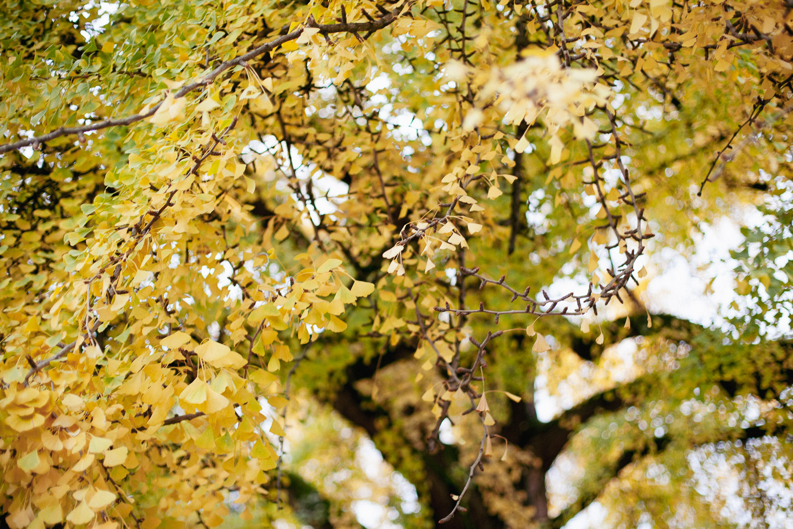 Feuilles jaune pastel d'un ginkgo sur la place de la République à Strasbourg.